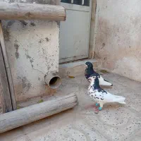 نروماده یال گل دار