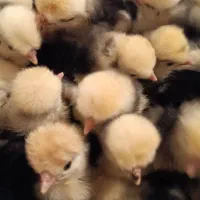 جوجه لهستانی|حیوانات مزرعه|تهران, افسریه شمالی|دیوار