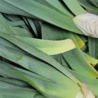 تره کوهی فیروزکوه تمیز