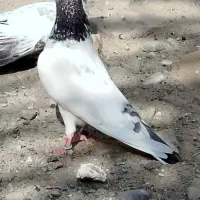 نر وماده پیور فروشی|پرنده|ایرانشهر, |دیوار