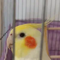 عروس هلندی لوتینو با تخم و جوجه