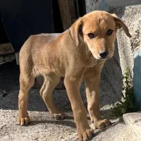 واگذاری توله سگ دورگه دوبرمن - آلابای