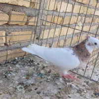 طوقی سرور مهر