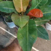 بنسای فیلندرون پینک|گل و گیاه طبیعی|قم, خداکرم|دیوار