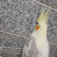 عروس هلندی ماده.|پرنده|قم, ولیعصر|دیوار