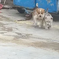 سلام توله خراسانی نر