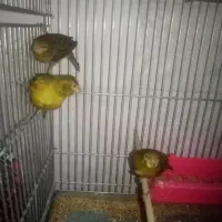 فروش قناری سبز