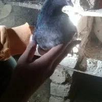 کبوتر کله سبز