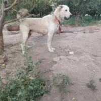 گمشده