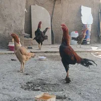پرنده|حیوانات مزرعه|رباطکریم, آدران|دیوار