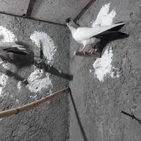 کفتر جوجه|پرنده|مشهد, شهید آوینی|دیوار