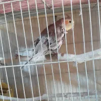 طوطی عروس