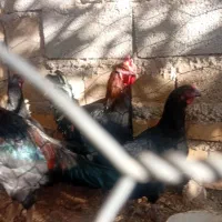 مرغ ویروس رسمی|حیوانات مزرعه|قیدار, |دیوار