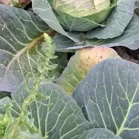 فروش کلم دامی