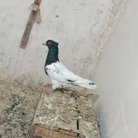 کبوتر کله ماده|پرنده|بجنورد, |دیوار