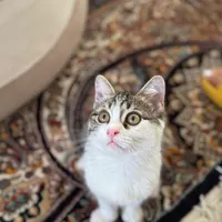 واگذاری رایگان بچه گربه ۳ ماهه