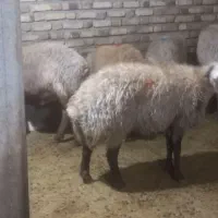 شکه مای چاق|حیوانات مزرعه|کلیائی, |دیوار