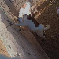 پاچن