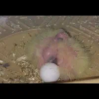 جوجه سرلاکی عروس هلندی لوتینو ۱روزه تا ۱۵ روزه|پرنده|مرودشت, شهرک مهدیه|دیوار