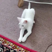 گربه|گربه|ارومیه, |دیوار