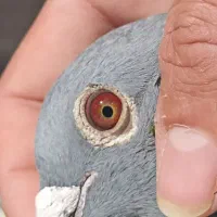 گروه روبیکا دارم ..پلاکی..