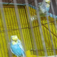 جفت بالغ کارداده پروانه ای|پرنده|گرگان, |دیوار