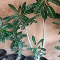 آدنیوم|گل و گیاه طبیعی|پارس‌آباد, |دیوار
