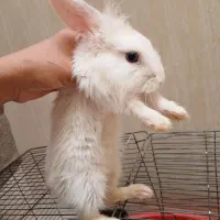 خرگوش چشم دورنگ