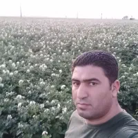 فروش مسقیم سیب زمینی به سراسر ایران (عمده)|فعالیت داوطلبانه|لنگرود, |دیوار