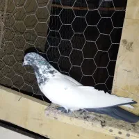 کبوترپرشی|پرنده|میلاجرد, |دیوار