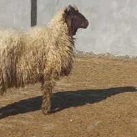 بره قوچ هترو از میش و گوسفند اصلاح شده|حیوانات مزرعه|ایوان, |دیوار