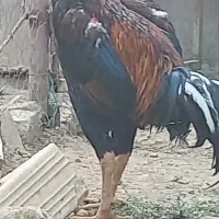 لاری اوشاملو