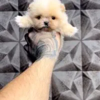 واگذاری پامرانین