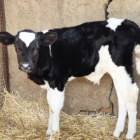 گاو و گوساله نرو ماده|حیوانات مزرعه|مرودشت, کناره|دیوار