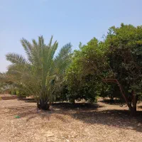 باغچه برق کنتور در بن جعفر دزفول