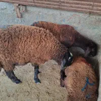 گوسفند و دام زنده سبک و سنگین