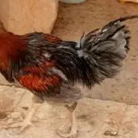 خروس خانگی|حیوانات مزرعه|میبد, |دیوار