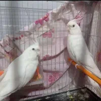 عروس هلندی سخنگو فوق مولد البینو کینگ سایز ۴ساله