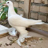 کبوتر