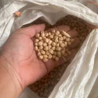 نخود بهاره پزا ..دیم و بسیار خوش پخت