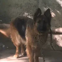 سگ جرمن شپهرد ق ۲۵