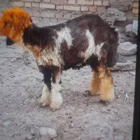 بره