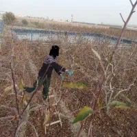 هرس انواع درختان میوه