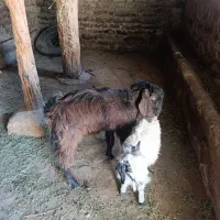 بزغاله عراقی