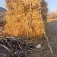 فروش علوفه|حیوانات مزرعه|مشگین شهر, |دیوار