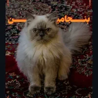 گربه پرشین هیمالیا معاوضه با طوطی