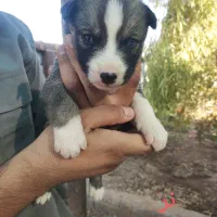 واگذاری سرپرستی توله سگ فقط ۸۰۰