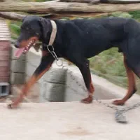 سگ دوبرمن نر رشت|سگ|ماسال, |دیوار