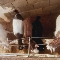 بز و بزغاله ماده