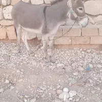 الاغ ماده